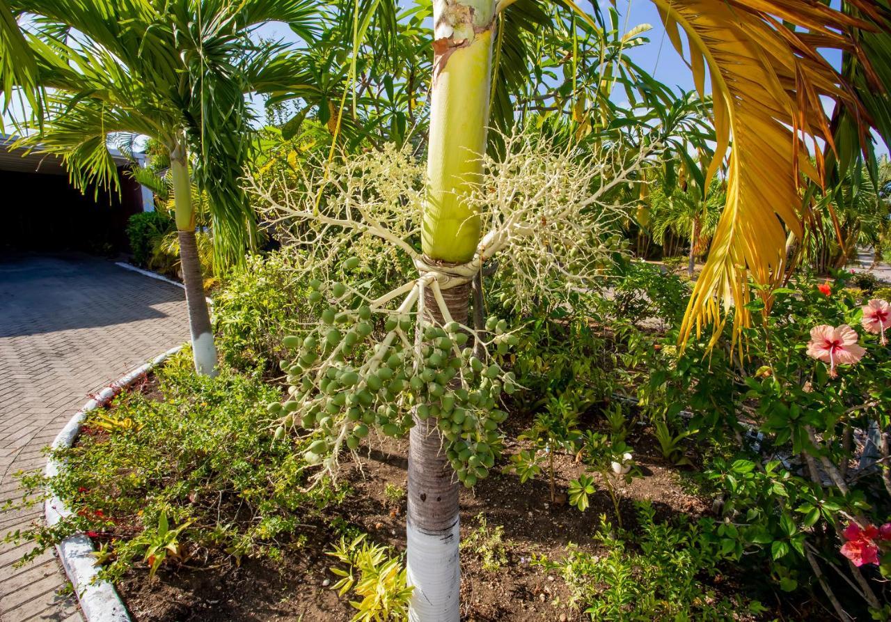 Nature'S Choice Home Richmond Palms, Jamaica Exteriér fotografie